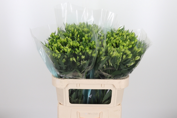 Alstroemeria White Pearls 90 Gram