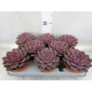 Echeveria   ...