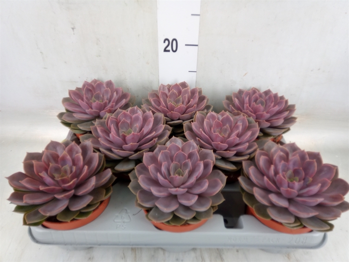 <h4>Echeveria   ...</h4>