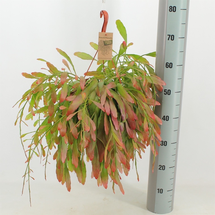 <h4>Pseudorhipsalis ramulosa</h4>