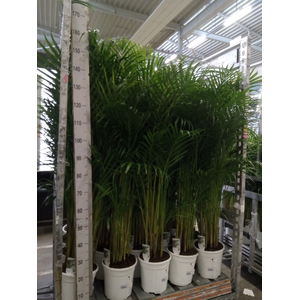 Dypsis lutescens   ...Chrysalidoca