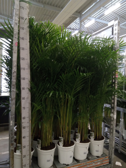 <h4>Dypsis lutescens   ...Chrysalidoca</h4>