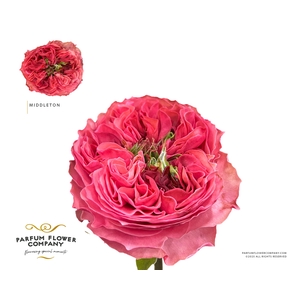 Rosa Garden Middleton