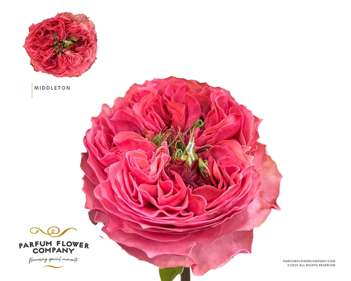 <h4>Rosa Garden Middleton</h4>