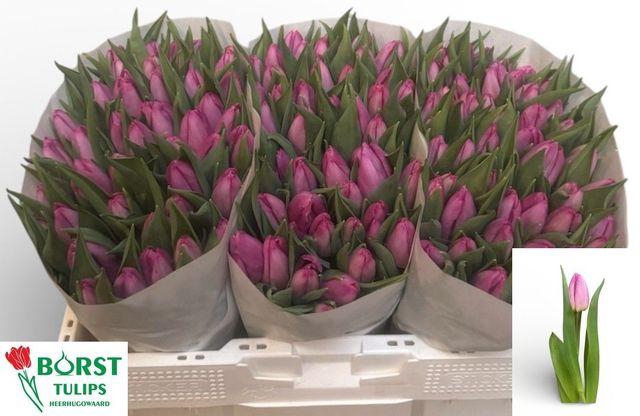 <h4>Tu En Sugar Prince</h4>