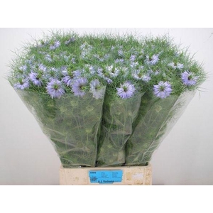 NIGE D CLOU LAVENDER