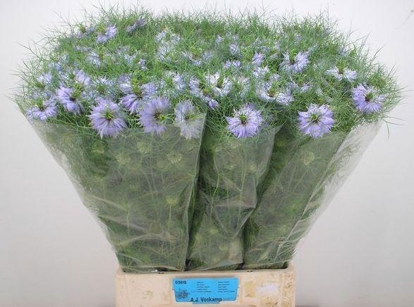 <h4>NIGE D CLOU LAVENDER</h4>
