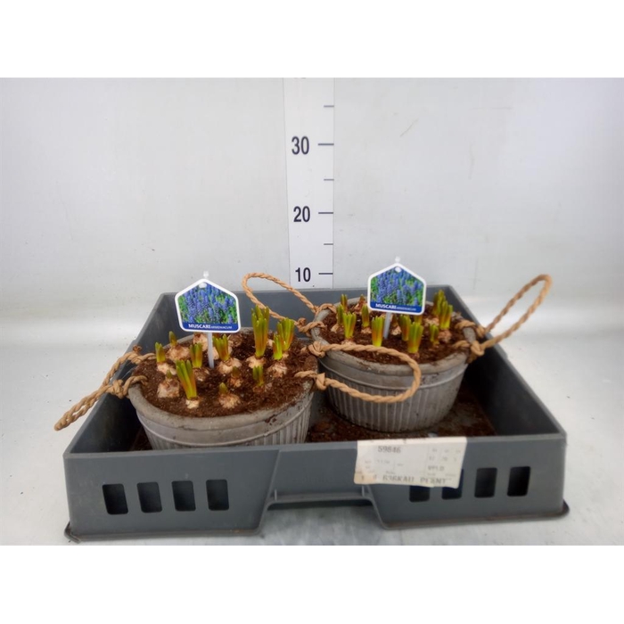 <h4>Arr.  Muscari L%</h4>