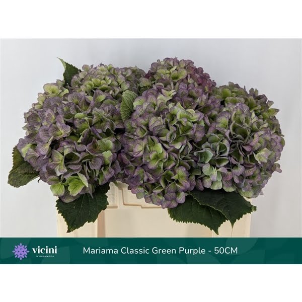 Hydr Mariama Classic Green Purple 50 cm Vicini