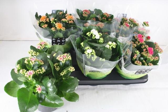 <h4>KAL GE GEM 5 KL</h4>