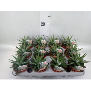 Haworthia fasciata 'Big Band'