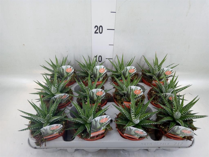 <h4>Haworthia fasciata 'Big Band'</h4>