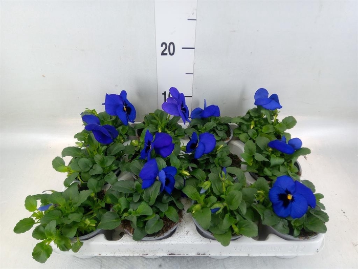 <h4>Viola wr. 'Alpha Blue wBlotch'</h4>