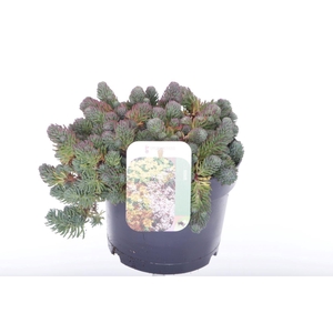 Sedum forsterianum Oracle