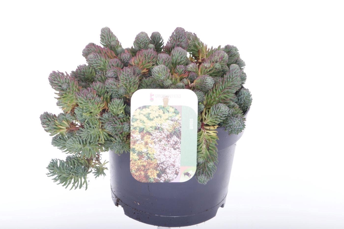 <h4>Sedum forsterianum Oracle</h4>
