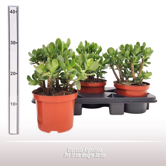 <h4>Crassula Argenthea</h4>