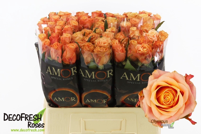 <h4>R Gr Olympus</h4>