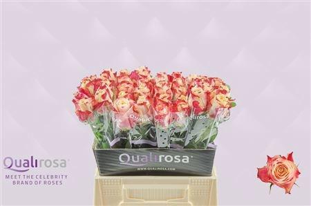 <h4>R GR CHAPEAU</h4>