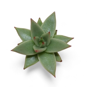 Echeveria Ebony 