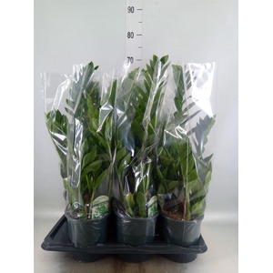 Zamioculcas zamiifolia