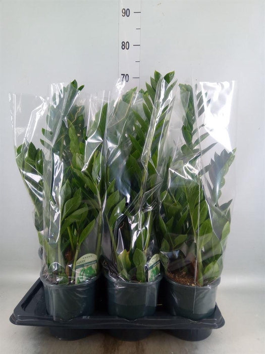 <h4>Zamioculcas zamiifolia</h4>
