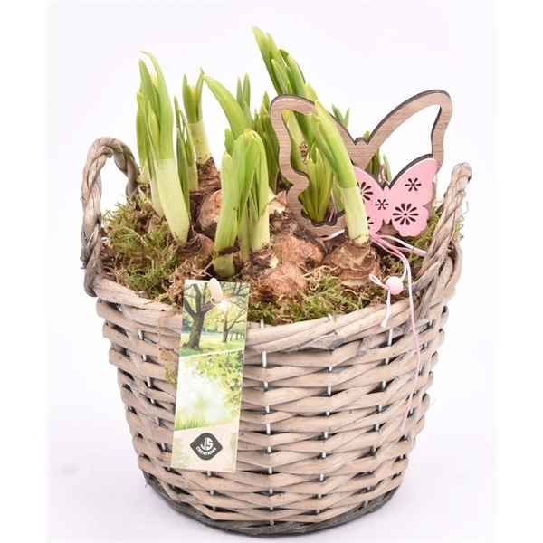 Wilg mand grijs met oor 18cm