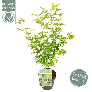 Acer palm. 'Ukigumo'