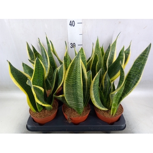 Sansevieria trifa. 'Futura Superba'