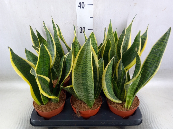 <h4>Sansevieria trifa. 'Futura Superba'</h4>