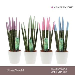 Sansevieria VELVET TOUCHZ® Pastel mix In Rotterdam keramiek