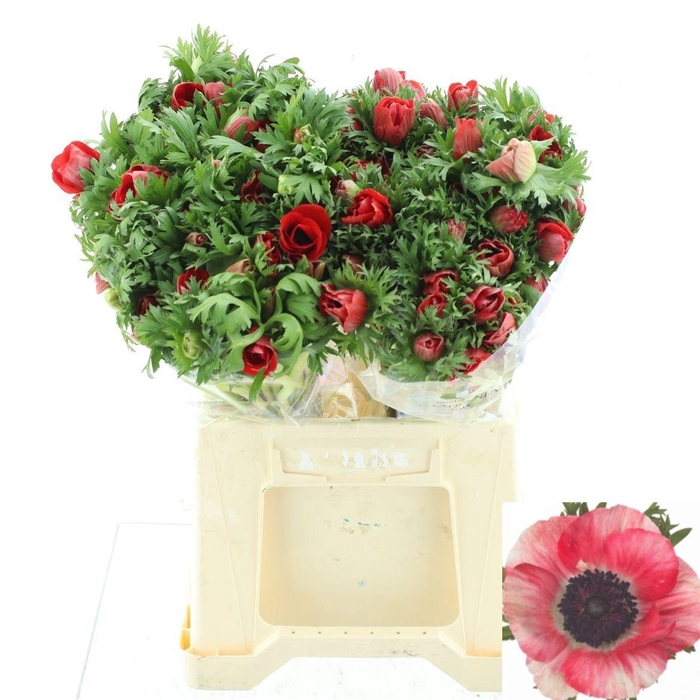 <h4>ANEM CO MIS + RED</h4>