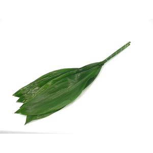 Aspidistra 80cm