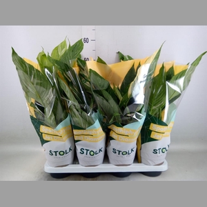 Spathiphyllum  'Diamond'