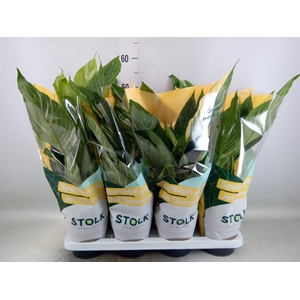 Spathiphyllum  'Diamond'