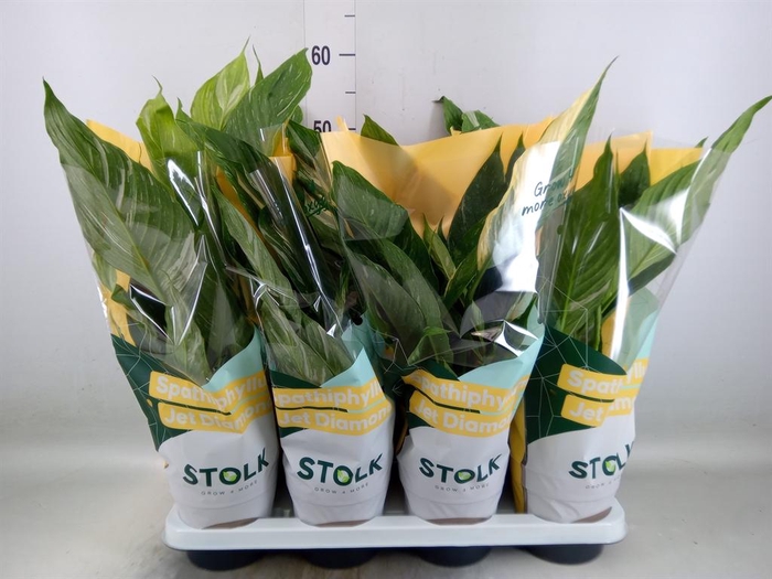 Spathiphyllum  'Diamond'