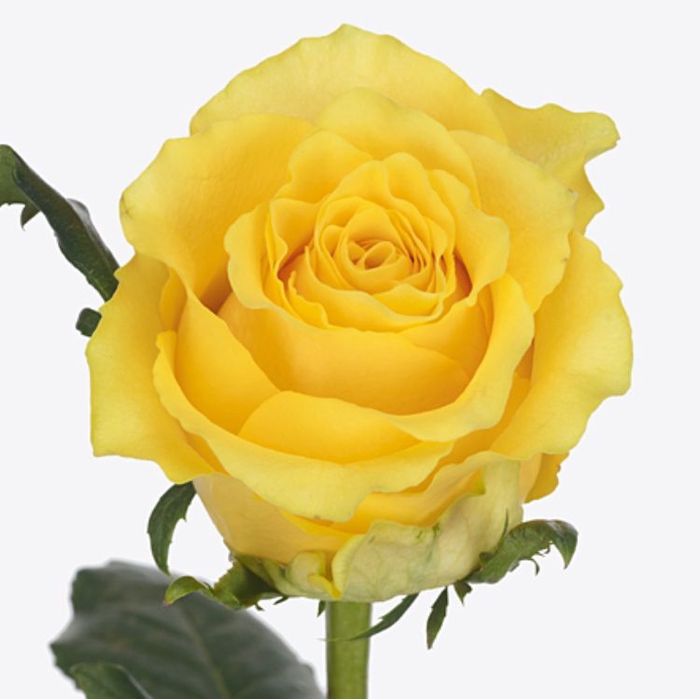 Rosa Golden Smile