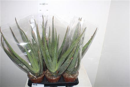 <h4>Aloe Vera</h4>
