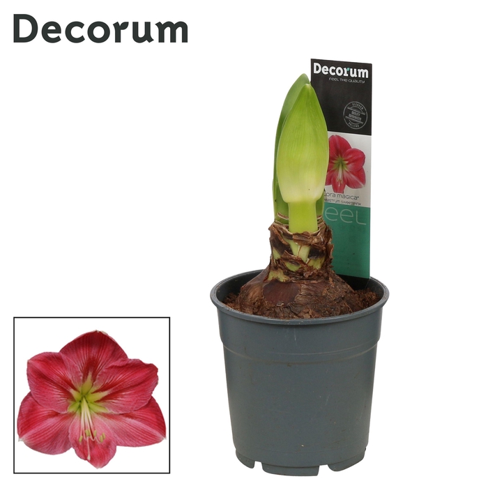 <h4>Amaryllis Sweet Pink 2 knop Extra OP (Decorum)</h4>