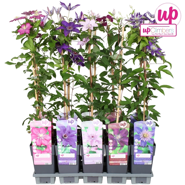 <h4>Clematis mix tray grootbloemig P15</h4>