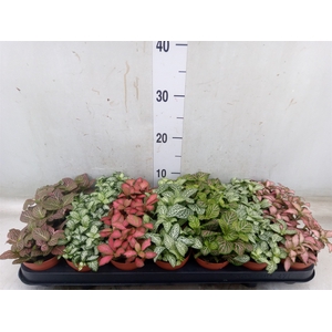 Fittonia   ...mix 7