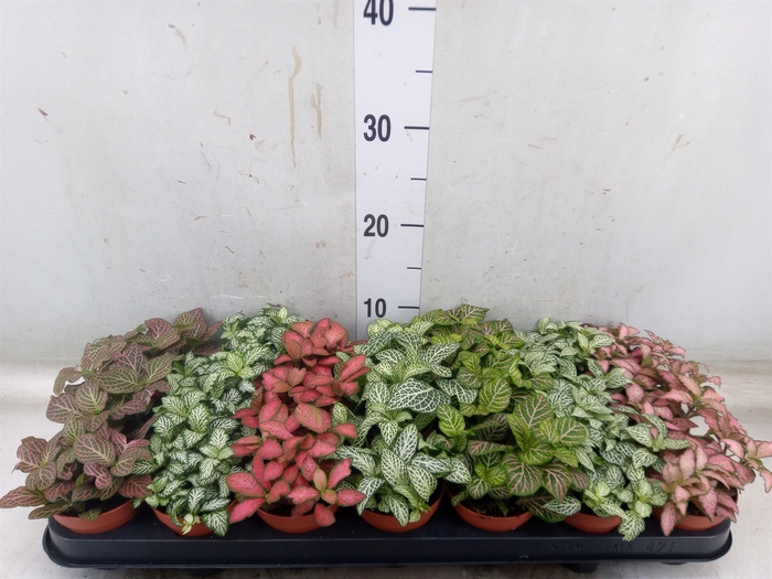 <h4>Fittonia   ...mix 7</h4>