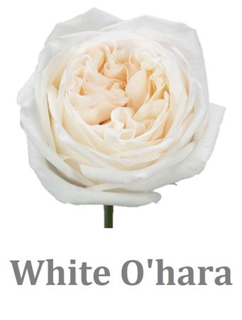 R Gr White Ohara