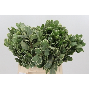 Pittosporum Ilan