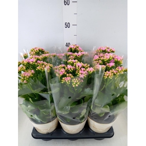 Kalanchoe  'RoseFlow Graceful Pink'