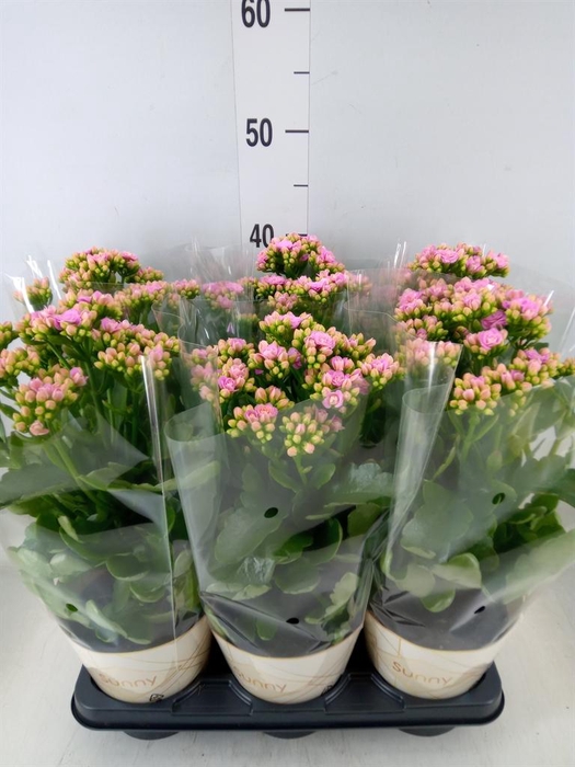 <h4>Kalanchoe  'RoseFlow Graceful Pink'</h4>