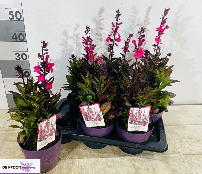 <h4>LOBE SP STAR DP ROSE</h4>