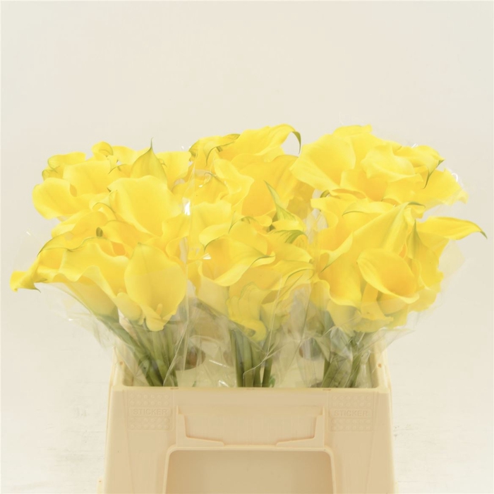 <h4>Calla Solo</h4>
