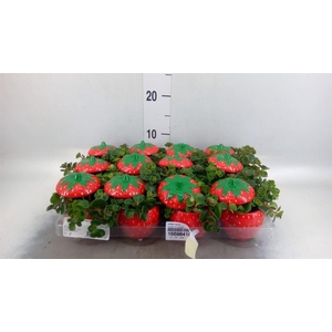 Callisia repens
