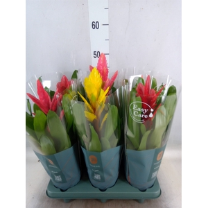 Vriesea   ...mix