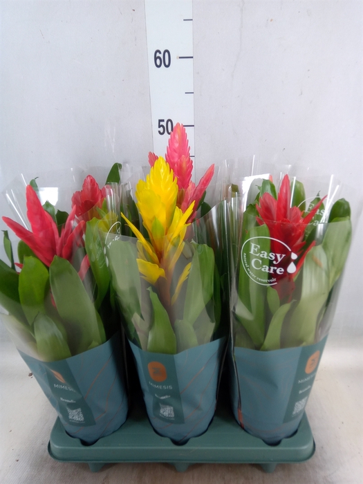 <h4>Vriesea   ...mix</h4>